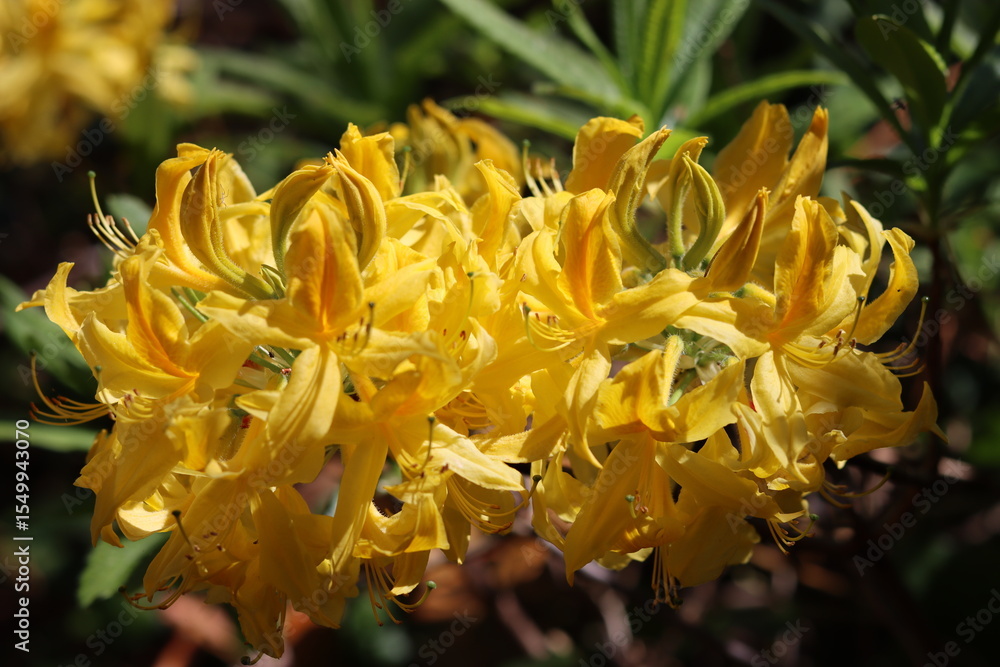 Bright yellow azalea or rhododendron luteum flowers Bright yellow azalea or rhododendron luteum flowers