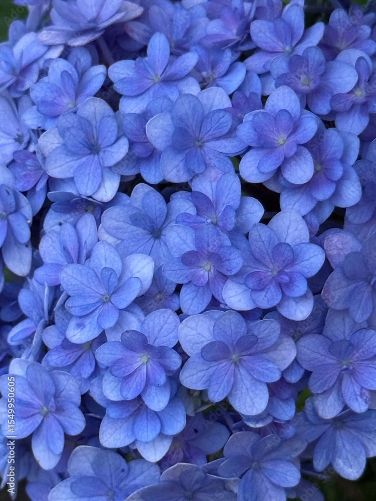 blue hydrangea flowers blue hydrangea flowers