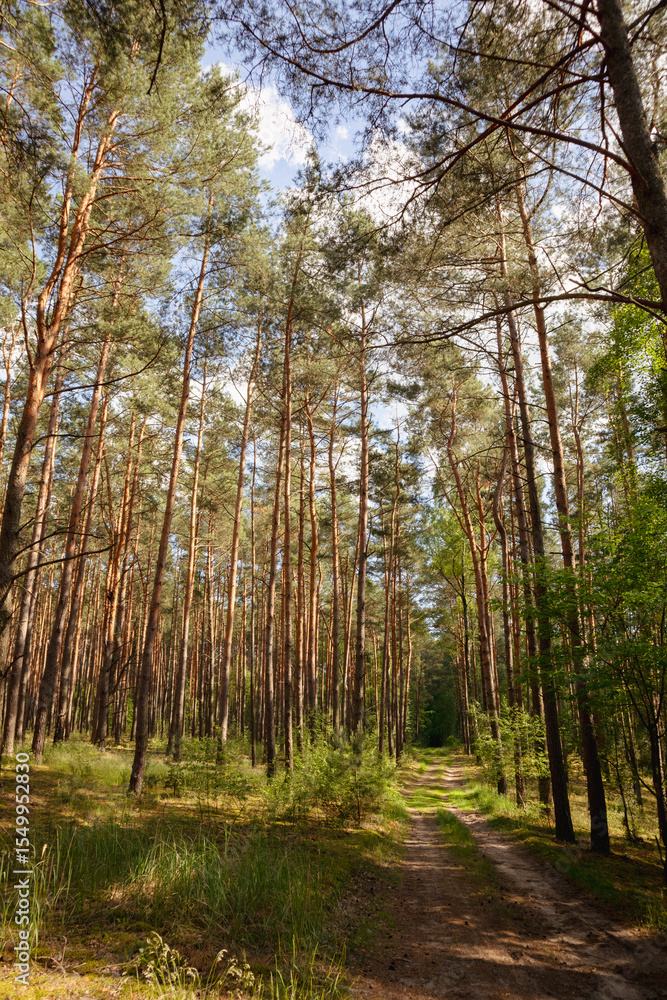 Obraz premium Sunlit Pine Forest with Soft Shadows