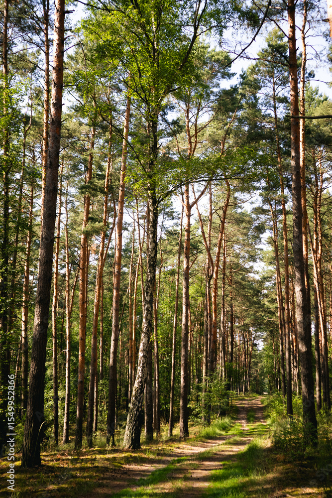 Fototapeta premium Vertical Pine Tree Trunks Texture for Design