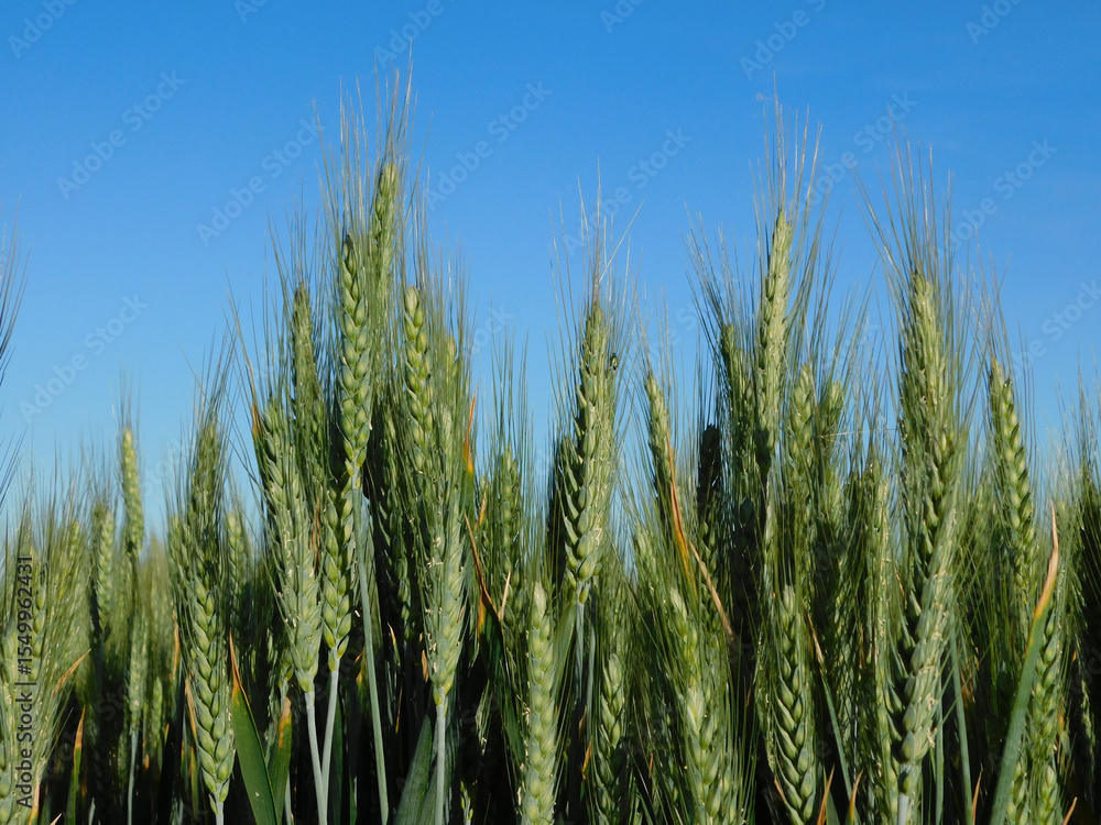 Obraz premium wheat fields in rural landscapes