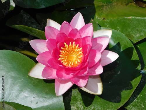 pink water lily in the pond