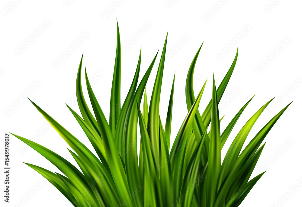 Fototapeta premium Green grass on field. Border of lawn plants. Realistic nature garden and meadow illustration. Long vegetation leaves. Summer fresh foliage