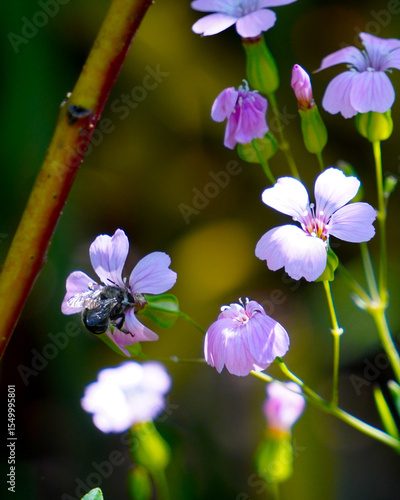 Bee on purple flowers