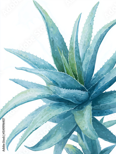 Artistic Close Up Blue Green Aloe Plant Leaves Textured Detail White Backdrop