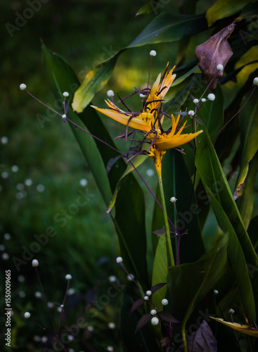 Lindas fotografias de natureza em seus pequenos detalhes no parque.