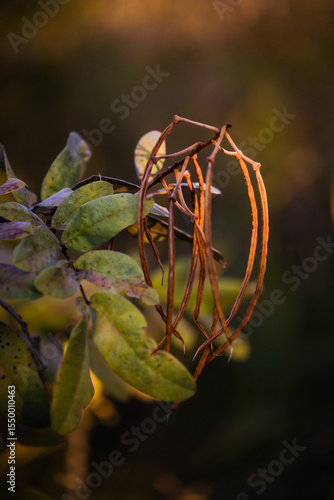 Lindas fotografias de natureza em seus pequenos detalhes no parque.