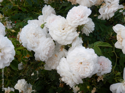 Bouquet of small white Rosa Damascena flowers