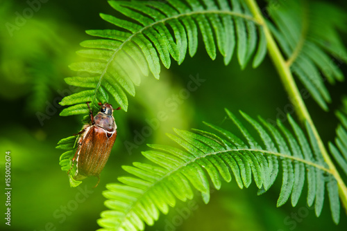 maybug -  Melolontha melolontha (Linnaeus, 1758) - dorsal view