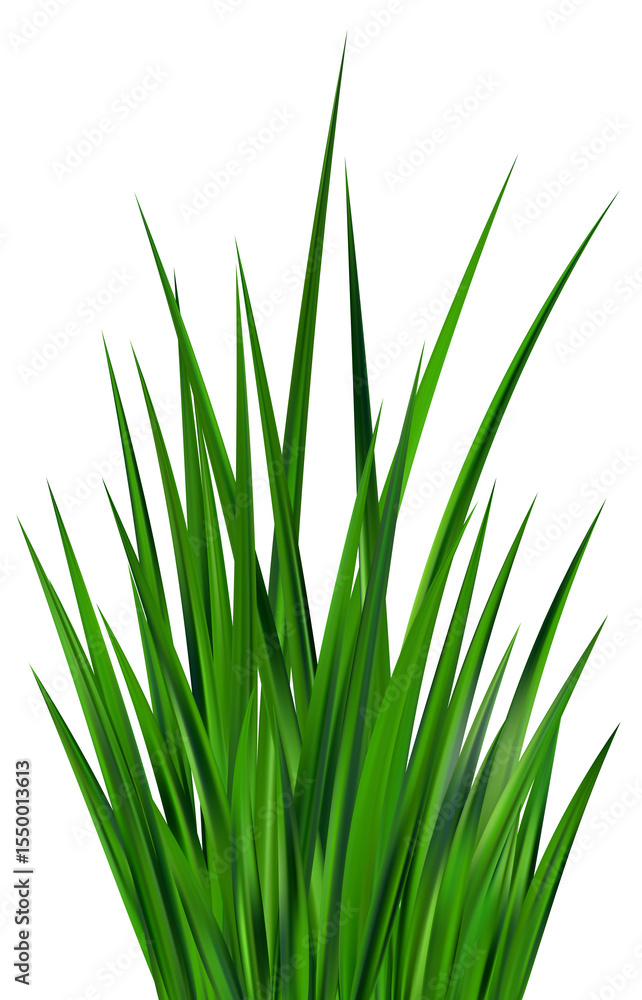 Obraz premium Green grass field. Meadow plants. Border with realistic garden plants. Long leaves fresh foliage. Farm land vegetation