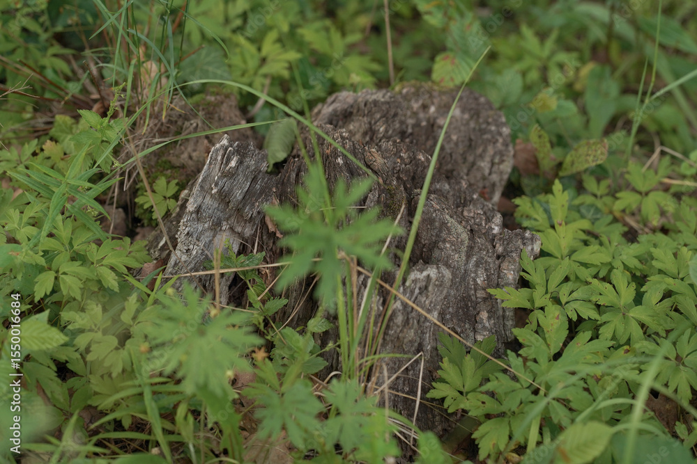 Fototapeta premium squirrel in the forest
