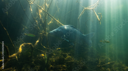 mirror carp - Cyprinus caprio Linnaeus, 1758