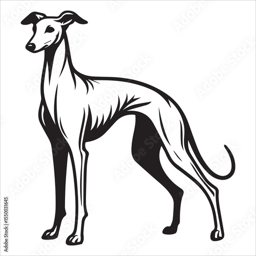 Whippet Dog Line Drawing Vector Illustration