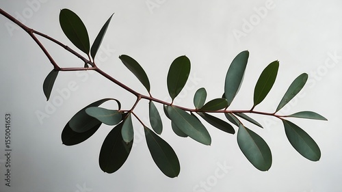 A delicate branch with dark green oval leaves against a soft gray background