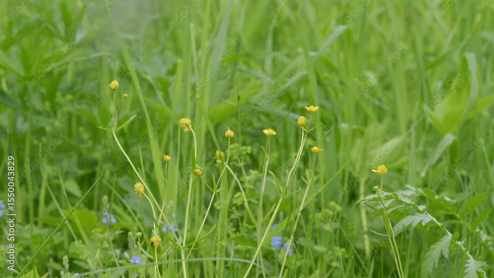 A beautiful and vibrant meadow adorned with bright yellow wildflowers and lush green grass A beautiful and vibrant meadow adorned with bright yellow wildflowers and lush green grass