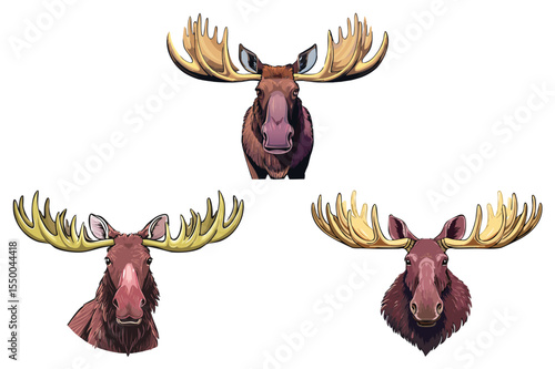 Depiction of moose with bold antlers, Moose buck head (Alces alces) set