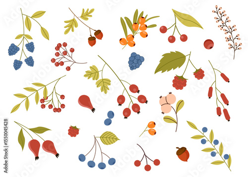 A set of berries with leaves. Botanical illustration. Vector