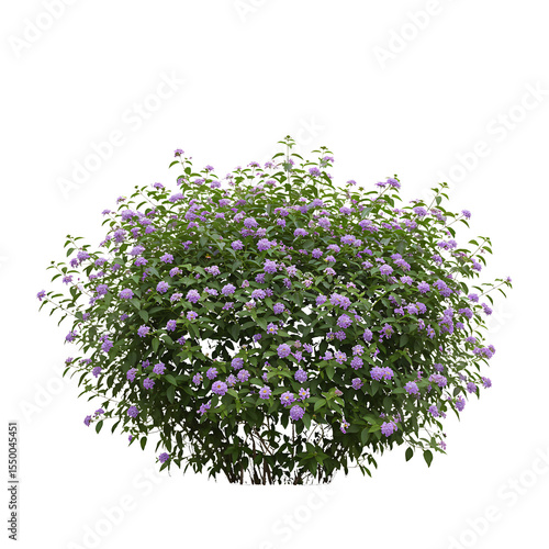 Purple Lantana Bush Flowers isolated on a transparent background