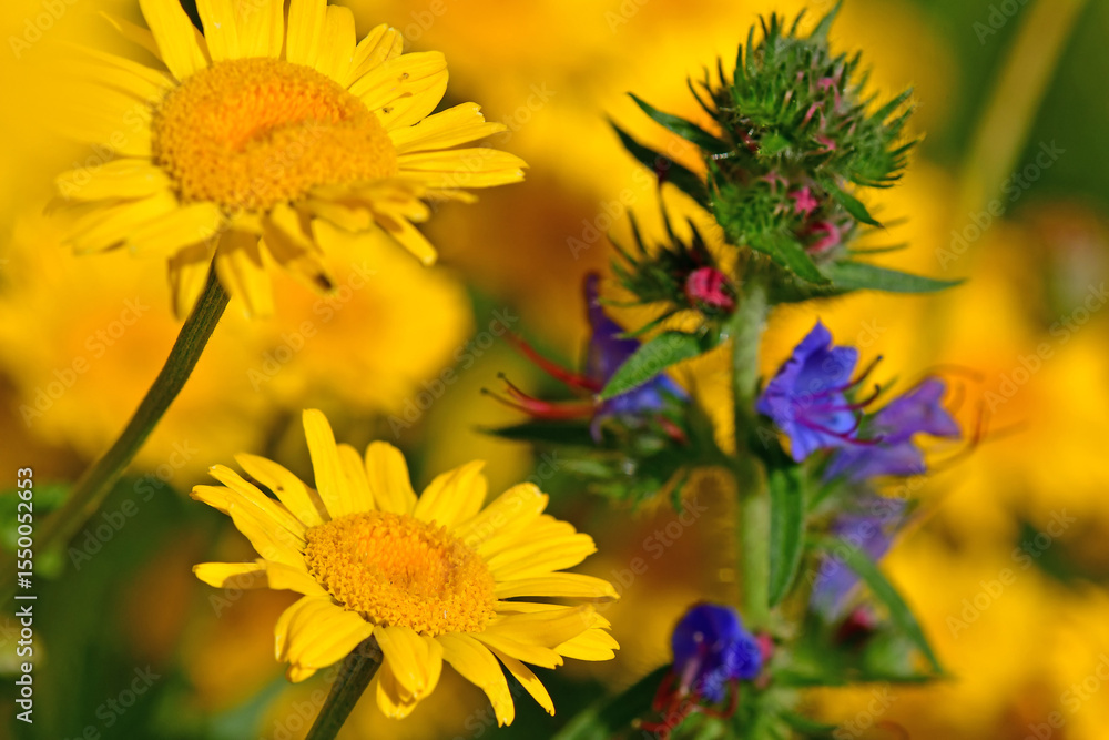 Fototapeta premium the golden marguerite on a wonderful blurred background