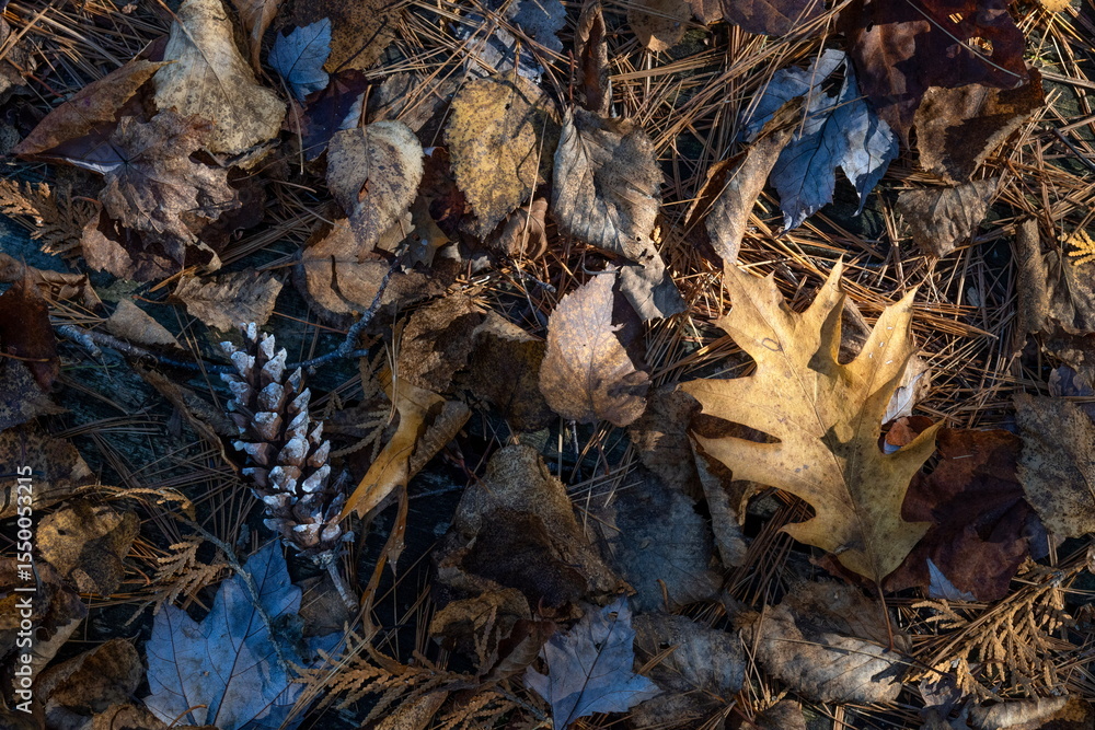 custom made wallpaper toronto digitalFall leaves on the ground