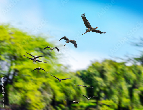 Free flying stork in the sky with no limits - an idea came to my mind when I see hornbill stork taking a flight.