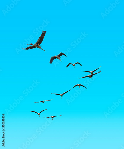 Free birds flying  in the sky with no limits -storks,hornbills, gulls,seagulls,