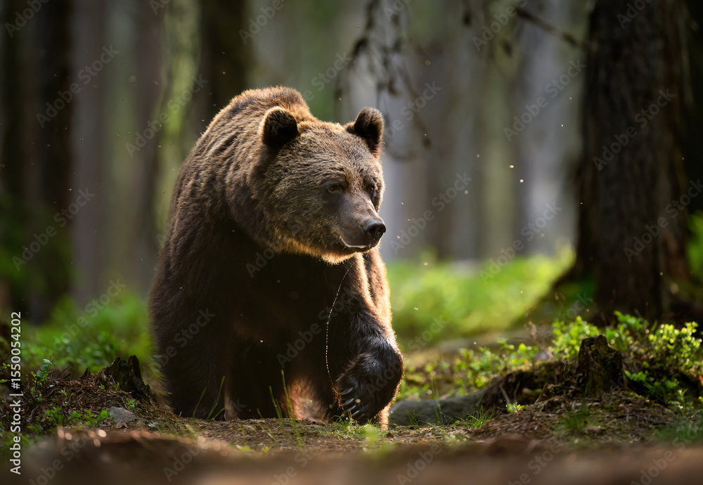 Fototapeta premium Wild brown bear ( Ursus arctos )