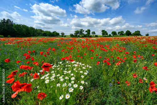 Beautiful summer day over poppy field