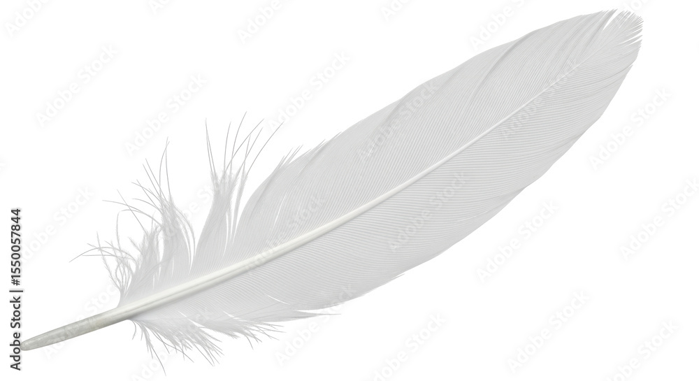 Obraz premium Isolated White Feather