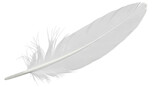 Isolated White Feather