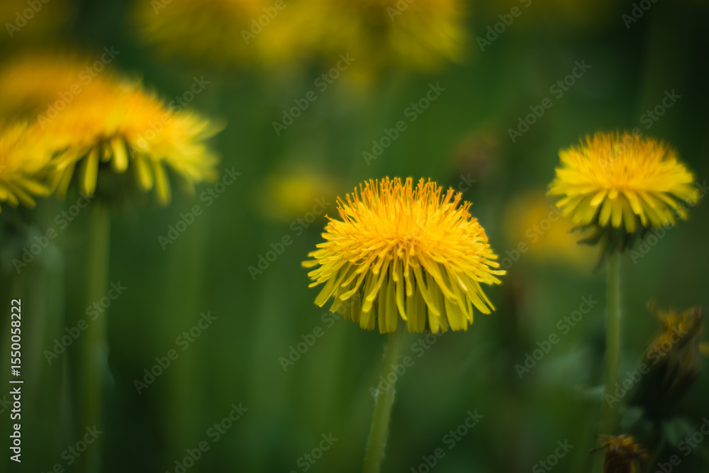 A bright yellow dandelion among other dandelions in the field A bright yellow dandelion among other dandelions in the field