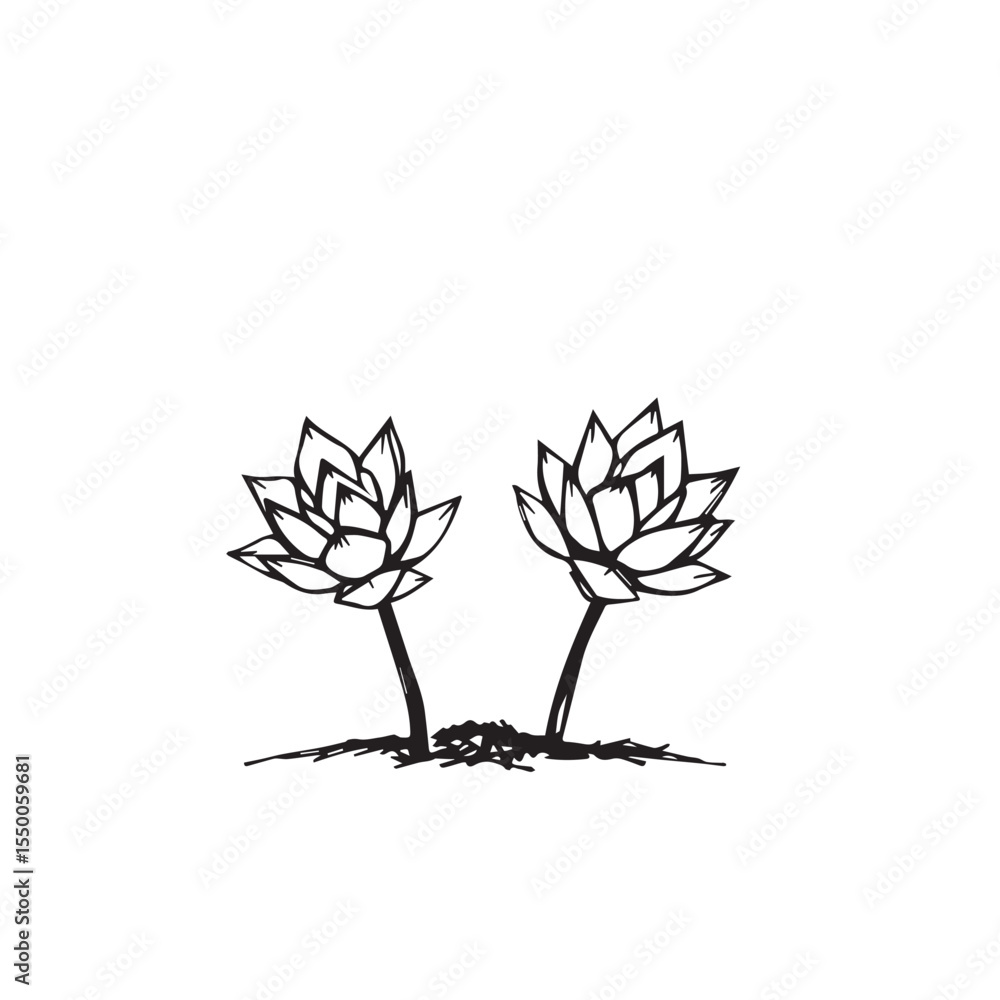 Obraz premium Two stylized black and white lotus flowers drawn with a rough sketch style