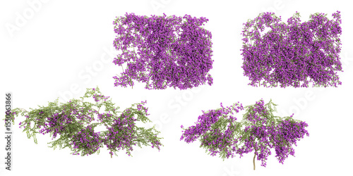 Billede på lærred Set of Bougainvillea creeper plants isolated on transparent backgroundSet of Bou