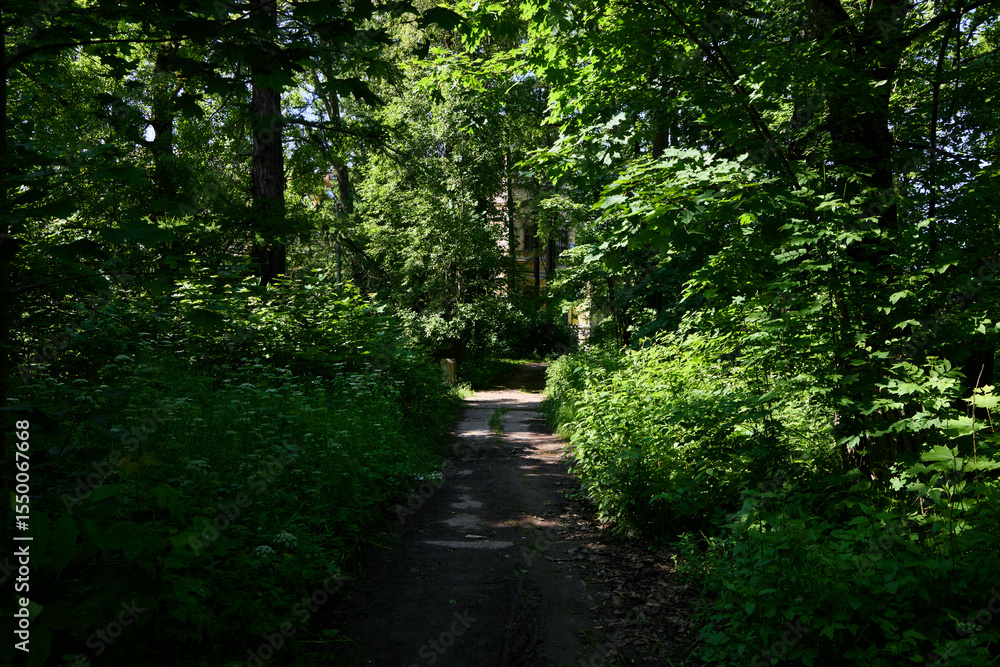 Fototapeta premium A Peaceful Forest Pathway That Is Surrounded by Beautiful, Lush Greenery All Around