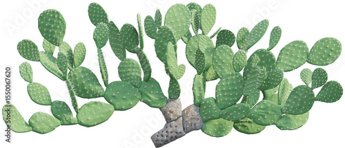 Foto Side view of Indian fig opuntia - Opuntia ficus-indica