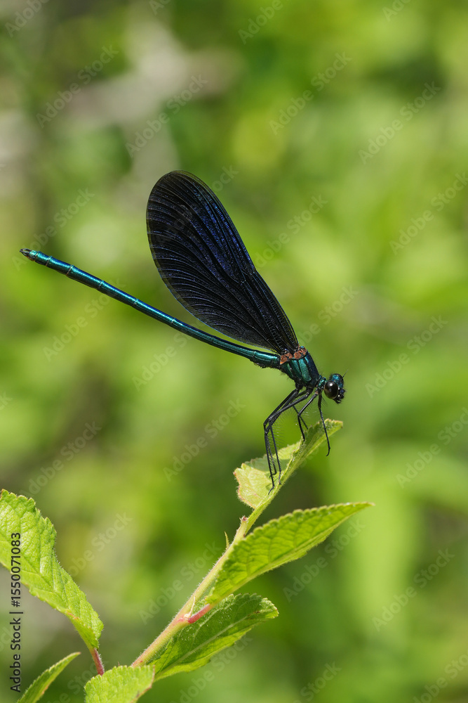 Vertical closeup on a male Beautiful Demoiselle damselfly, Calopteryx virgo perched Vertical closeup on a male Beautiful Demoiselle damselfly, Calopteryx virgo perched
