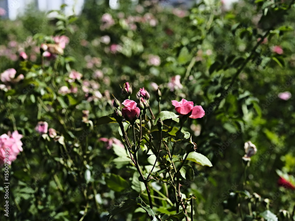 Fototapeta premium pink valentine roses and rose buds