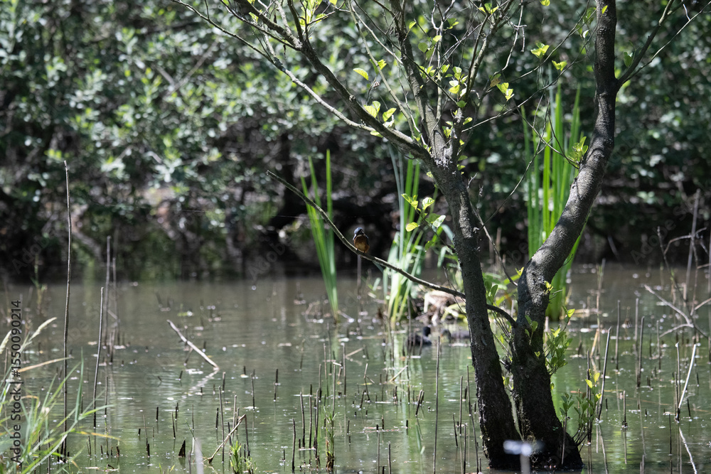 Naklejka premium Bird perched on a branch near still water surrounded by lush vegetation in a tranquil natural setting