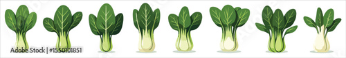 Fresh pak choi vector set