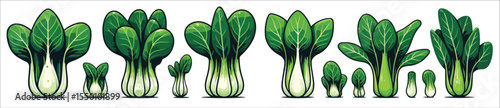 Vector set of pak choi vegetables