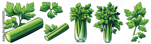 Vector set of celery