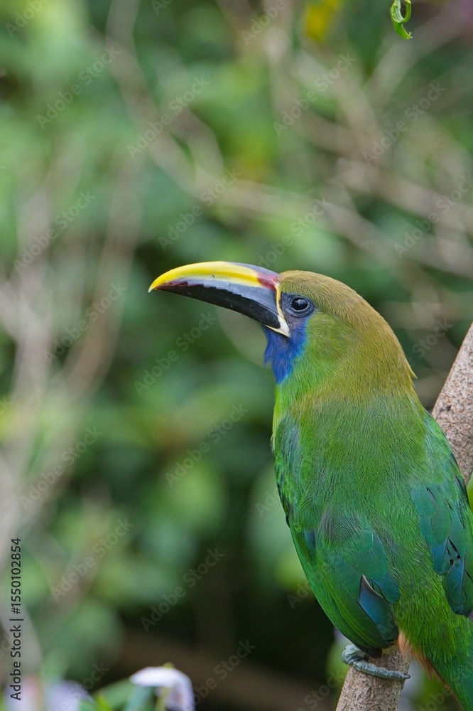 Fototapeta premium Emerald toucanet in Costa Rica