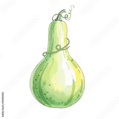 Bottle Gourd Isolated on Transparent PNG Background- Watercolour Art