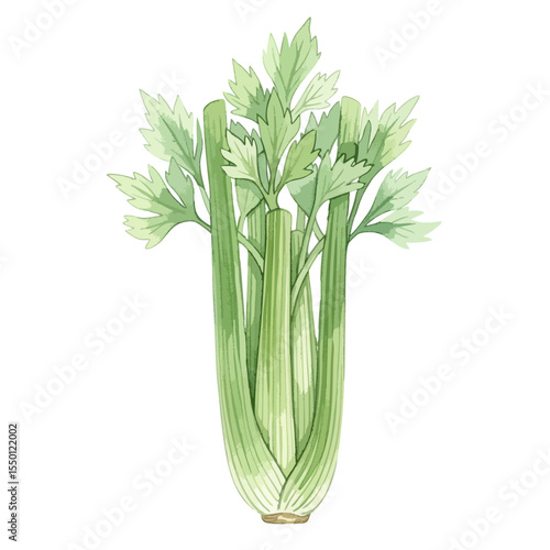 Celery Isolated on Transparent PNG Background- Watercolour Art