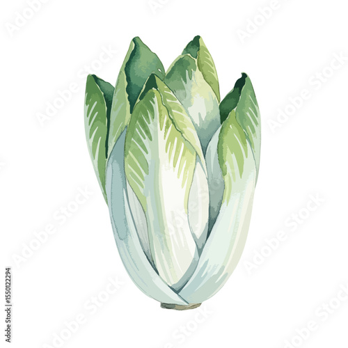 Endive Isolated on Transparent PNG Background- Watercolour Art