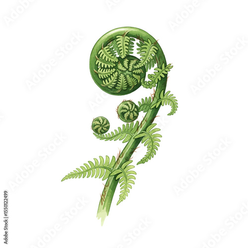 Fiddlehead Fern Isolated on Transparent PNG Background- Watercolour Art