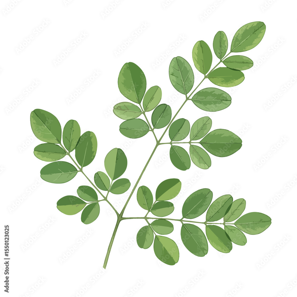 Obraz premium Moringa Leaves Isolated on Transparent PNG Background- Watercolour Art