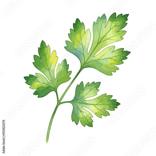 Parsley Leaves Sprig Isolated on Transparent PNG Background- Watercolour Art