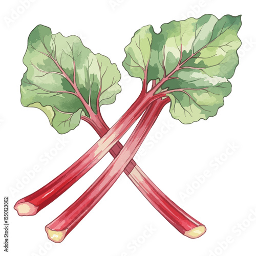 Rhubarb Isolated on Transparent PNG Background- Watercolour Art