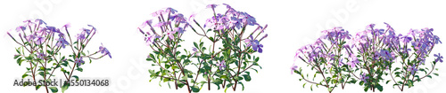 Set of Phlox stolonifera (creeping phlox or moss phlox) flowering frontal isolated png on a transparent background perfectly cutout